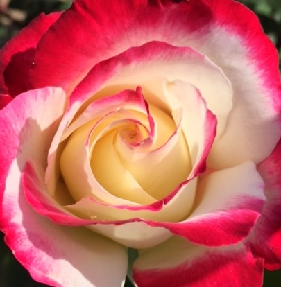 Seven Aspects for Optimal Self-Healing