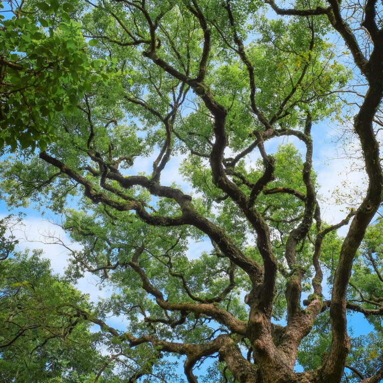 Are There Different Types of Qigong?