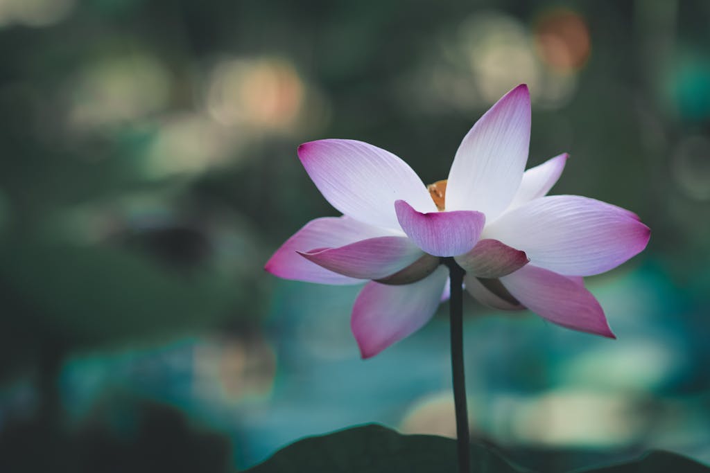 Lotus in nature setting