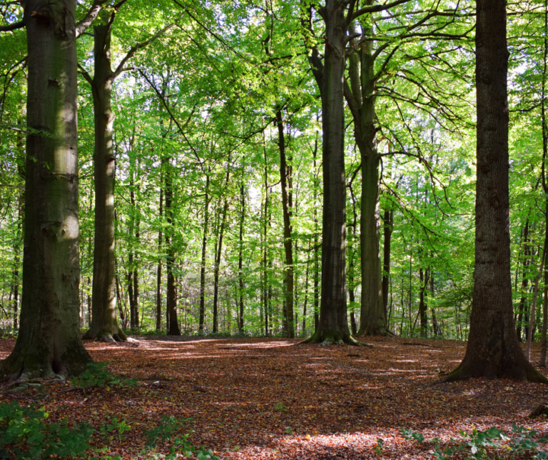The Wisdom of Trees for Qigong